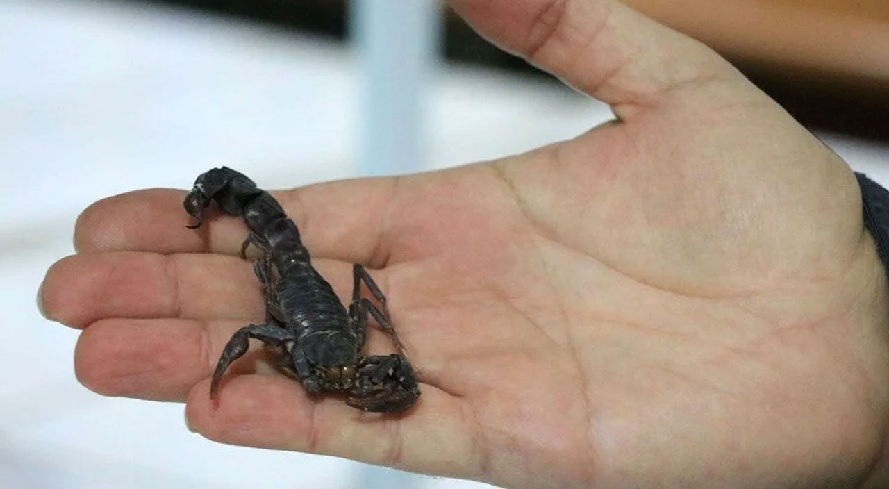 Uzmanlar açıkladı: Sadece Türkiye’de var