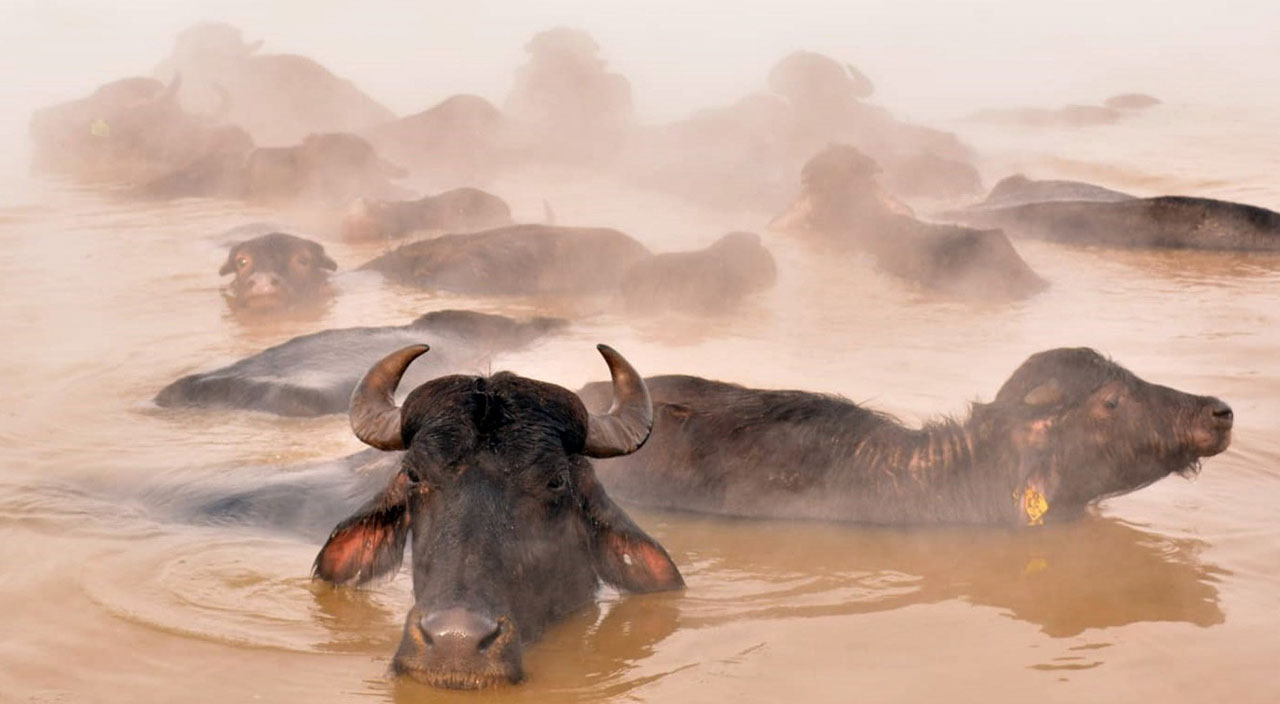 Eksi 20 derecede suya giriyorlar: Mandaların kaplıca keyfi