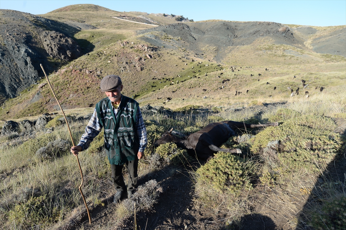 Antalya'da köylülerin atlarını vurdular