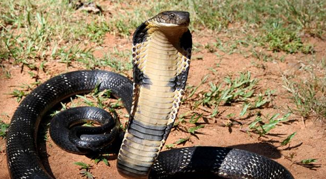 Tek ısırığı ile 22 insanı öldürüyor! Kral Kobra uykusundan uyandı