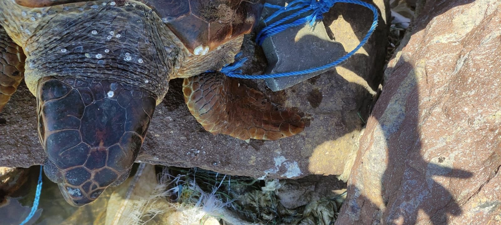 Caretta caretta'yı koluna taş bağlayıp denize attılar