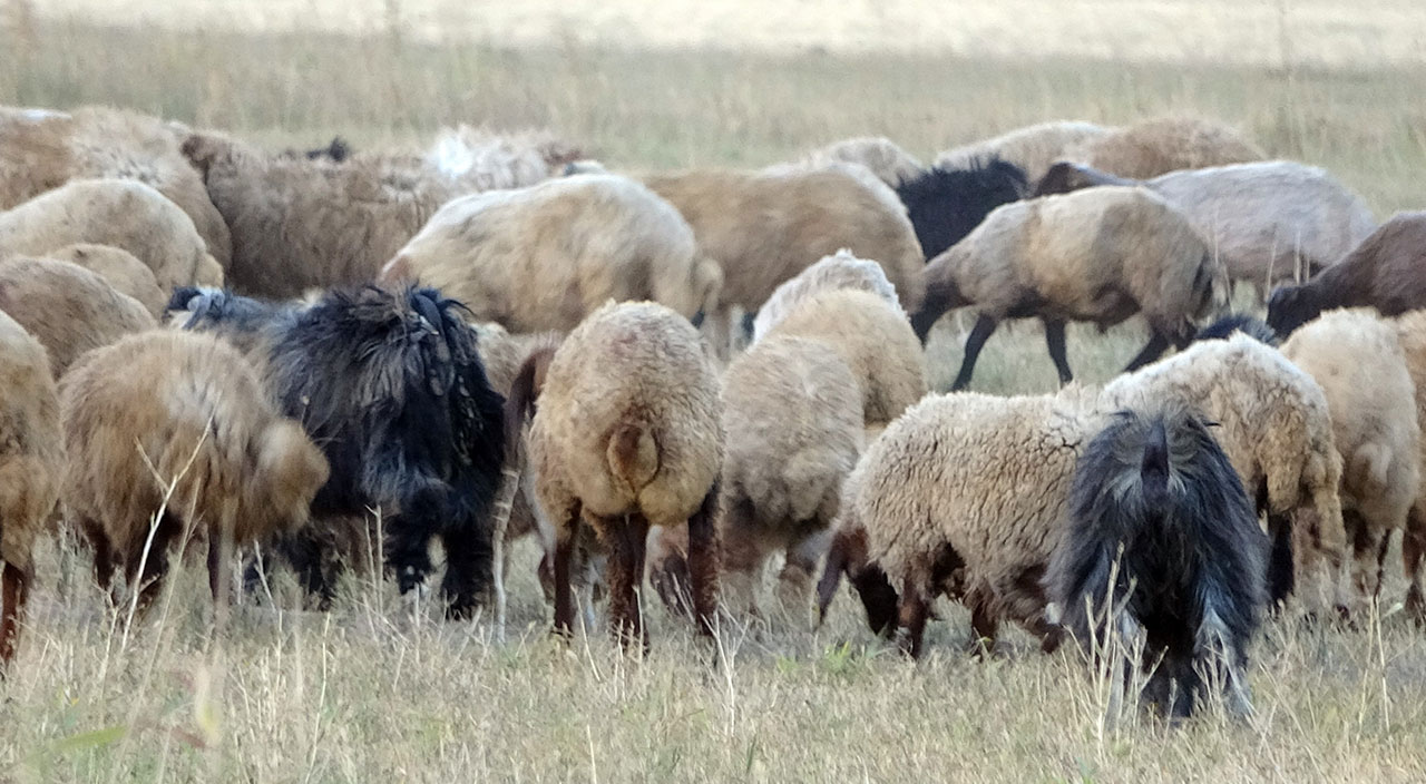 Etkisini sürdüren kuraklık çobanları da vurdu!