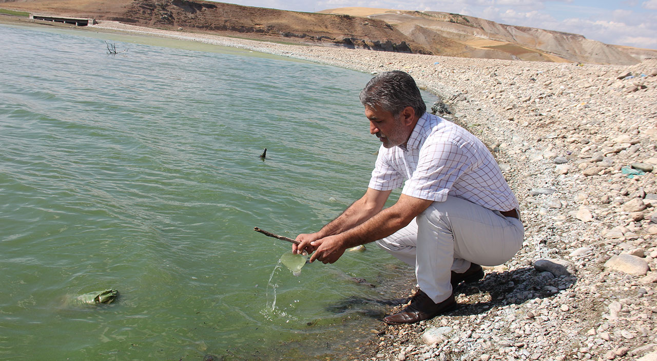 Kuraklık nedeniyle suların çekildiği Atatürk Barajı yeşile büründü!