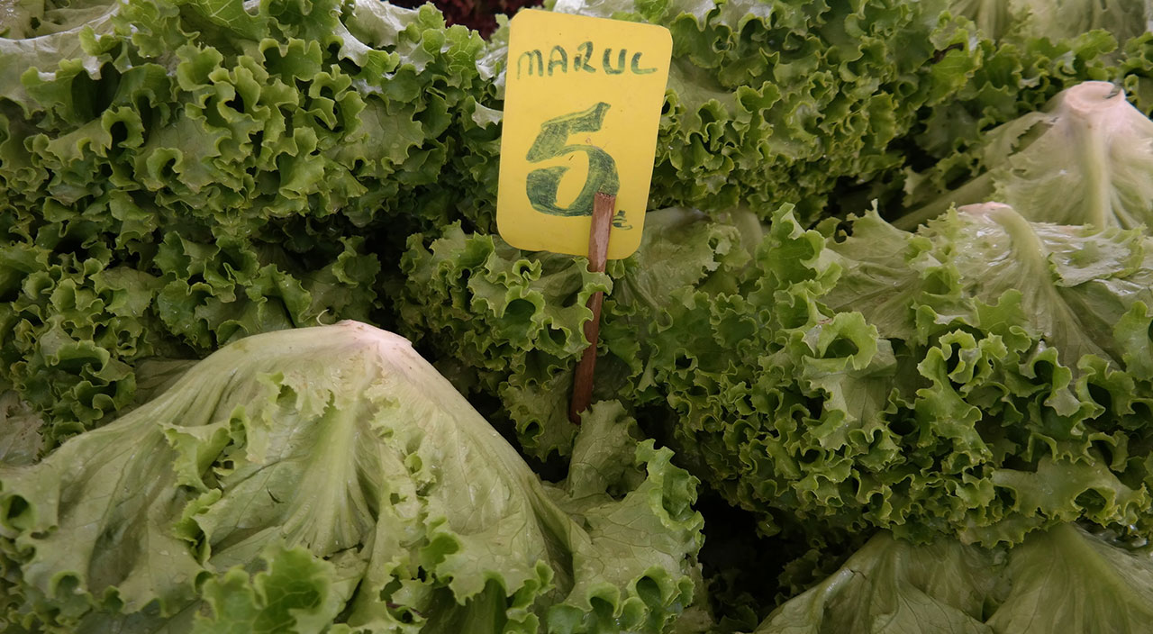 Yeşillik ürünlerinde zam şampiyonu marul oldu! Fiyatı 10 günde iki katına çıktı