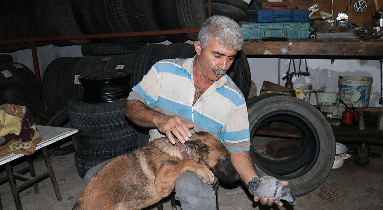 Köpek ile yavru güvercinin şaşırtan dostluğu