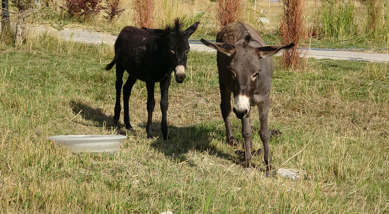 Eşek görünümlü at! Türkiye’de nadir bilinen melez hayvan ‘Bardo’