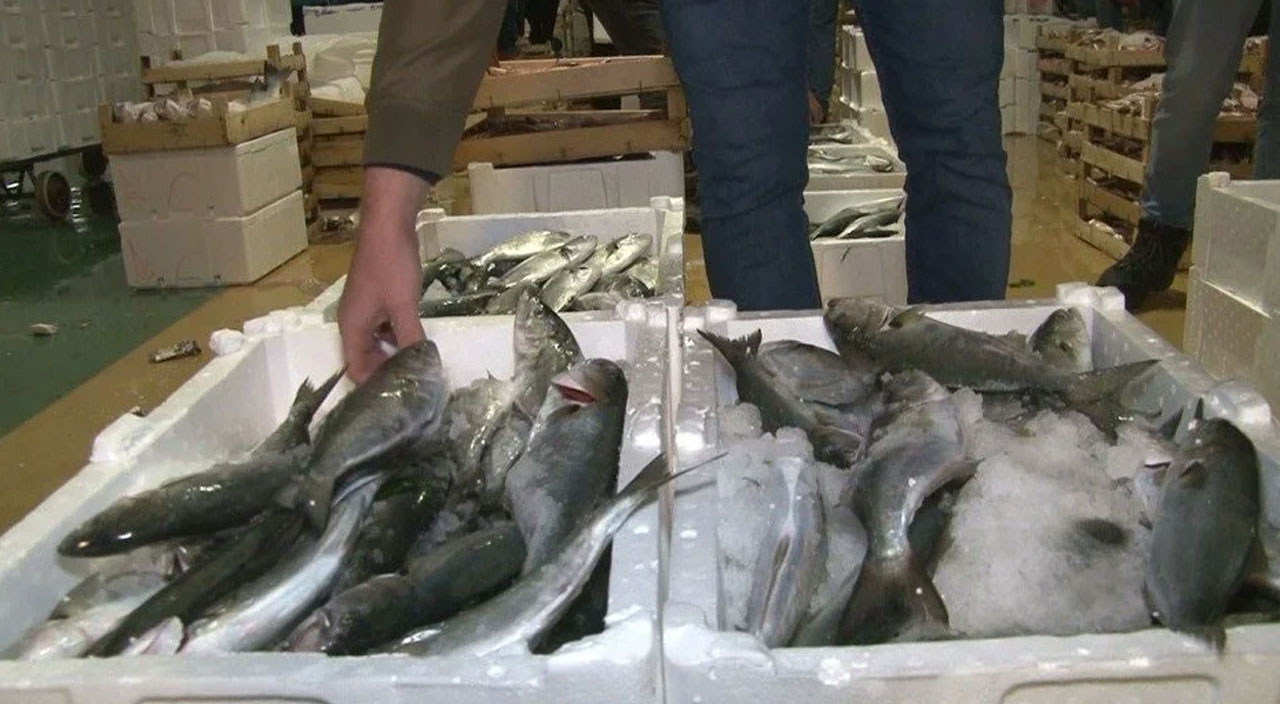 Son 15 yılın en bol dönemi! Marmara Denizi'nde lüfer bolluğu