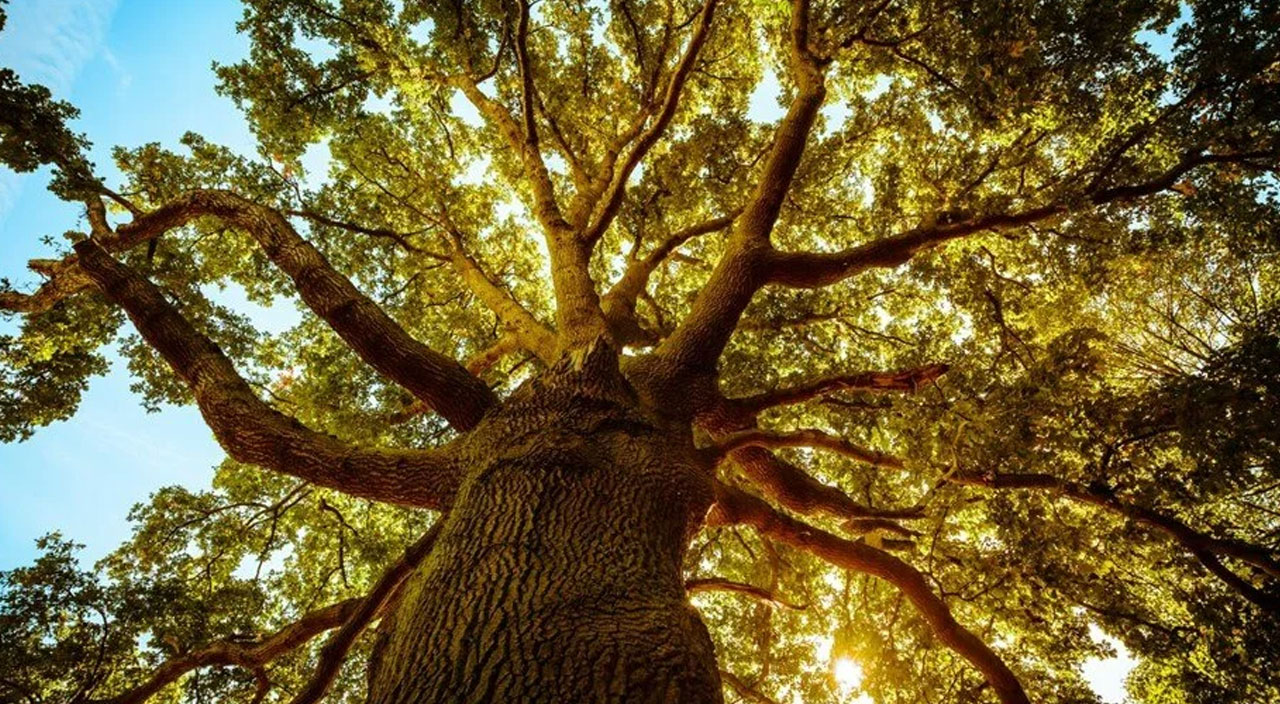 Bilim adamları açıkladı: Meşe ağaçları karbondioksit emilimini arttıra biliyor