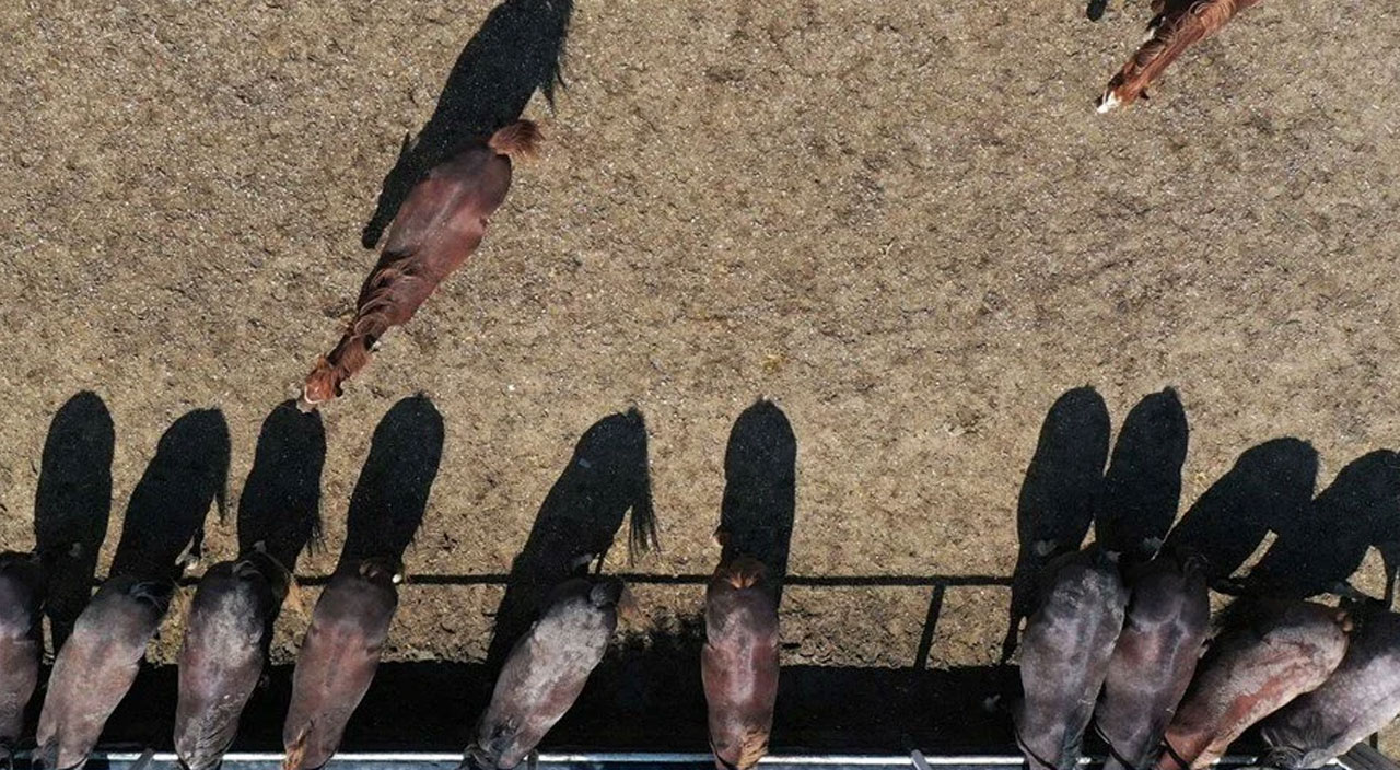 Şampiyonların elit tayları İstanbul’da ihaleye çıkıyor