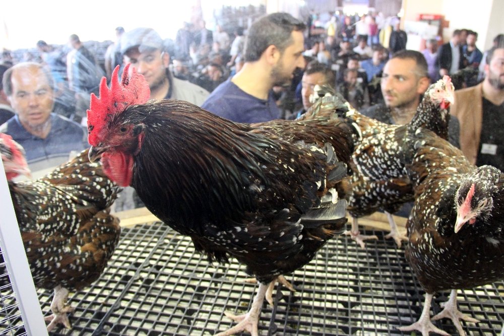 iPhone fiyatına tavuk satıyorlar