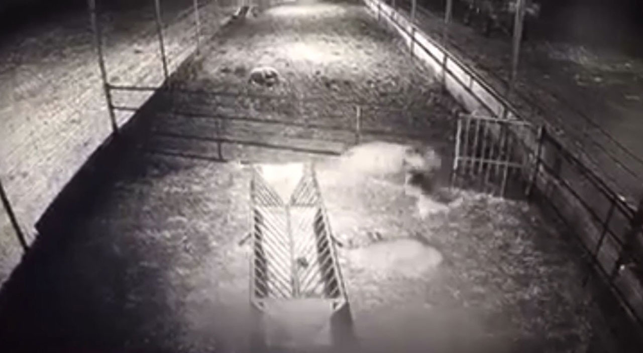 Ağıla dalan kurt koyunlara saldırdı! 10 hayvan telef