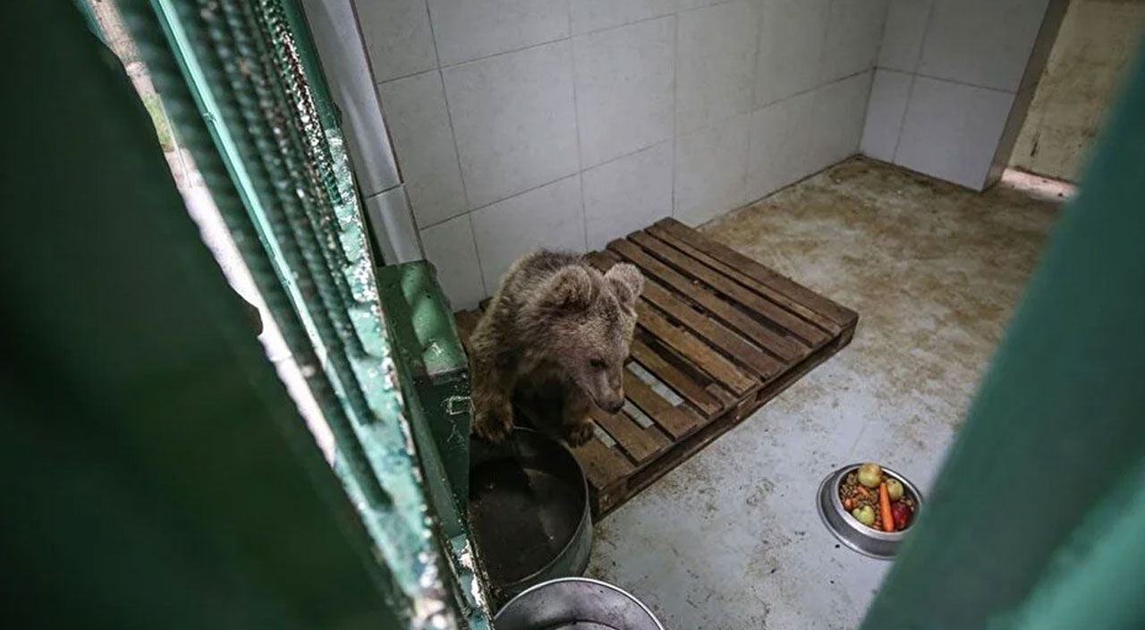 Yavru ayı Turkuaz’dan iyi haber! Gözleri özel bakımla açılacak