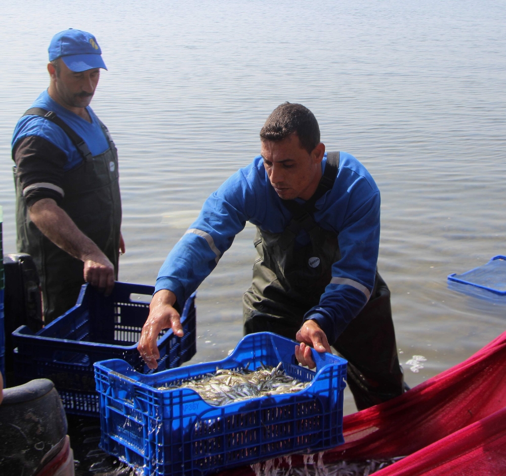 Kilosu Avrupa’ya 1 eurodan satılıyor!