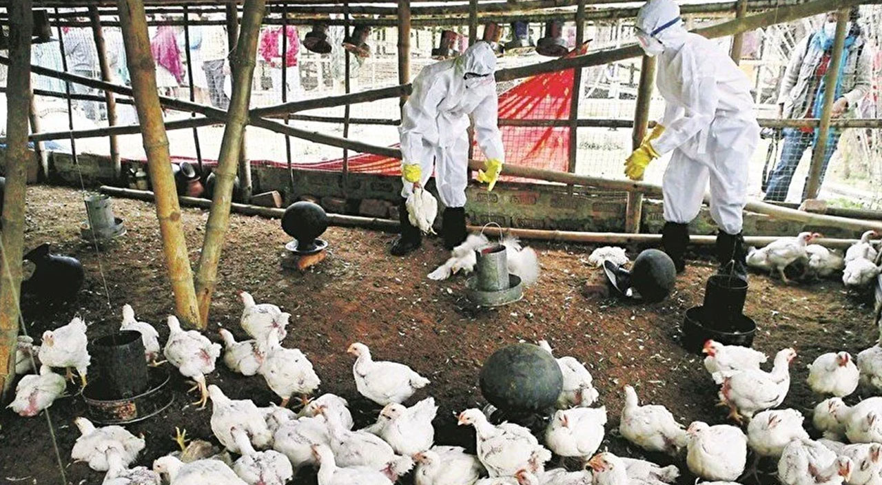 Koronavirüsten çok daha tehlikeli! Uzmanlardan kuş gribi uyarısı