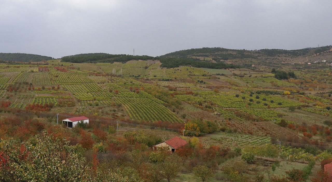 Geçimlerini üzümden sağlayan mahalleyi acımadan dolandırdı!