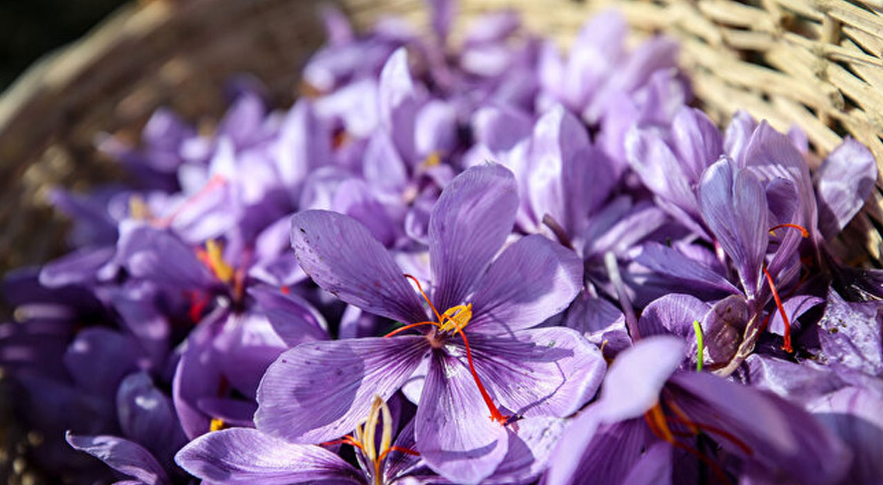 Safranbolu’dan sonra Bursa’da denenen safran üretimi yüzleri güldürdü