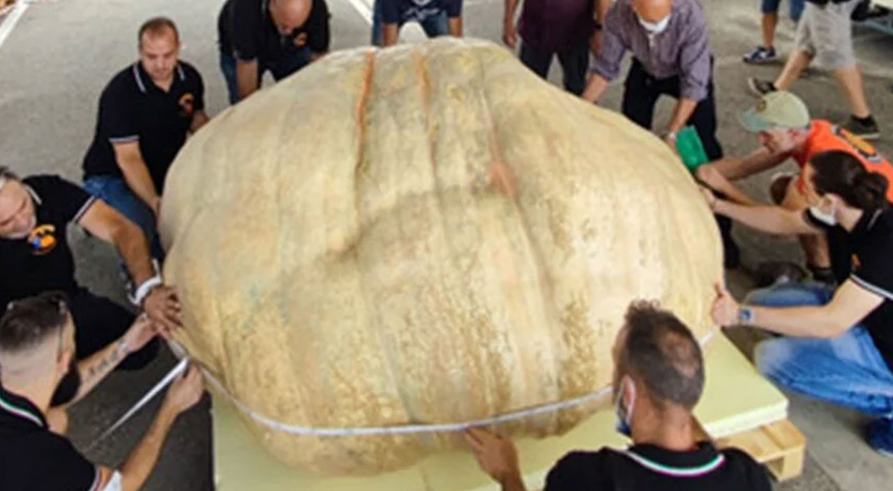 Dünyanın en büyük bal kabağı: Araba ağırlığında