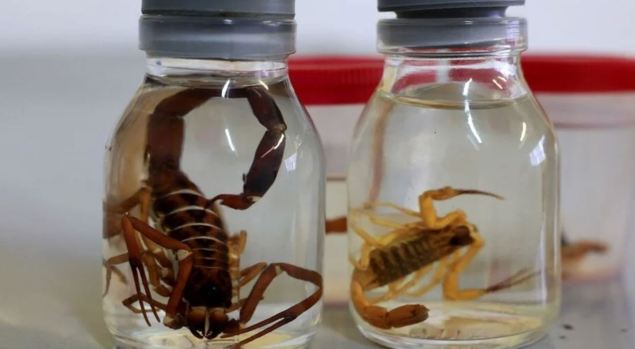 Bilim adamları akrep zehrini incelemeye başladı: Koronavirüse karşı koruyabilir