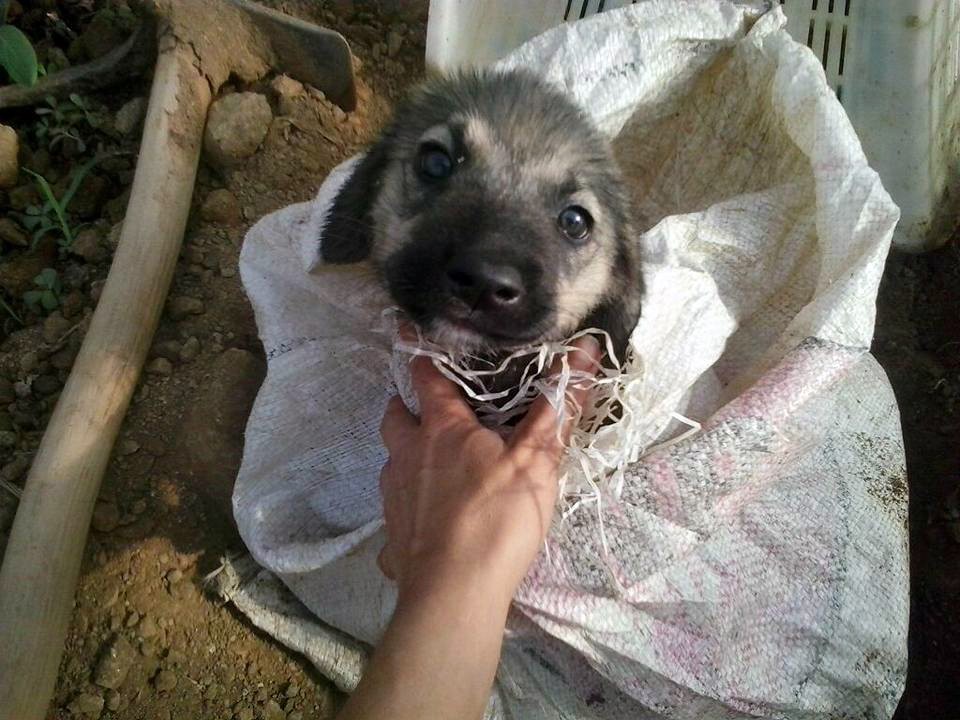Antalya'da çuvalın içinde yavru köpek bulundu!