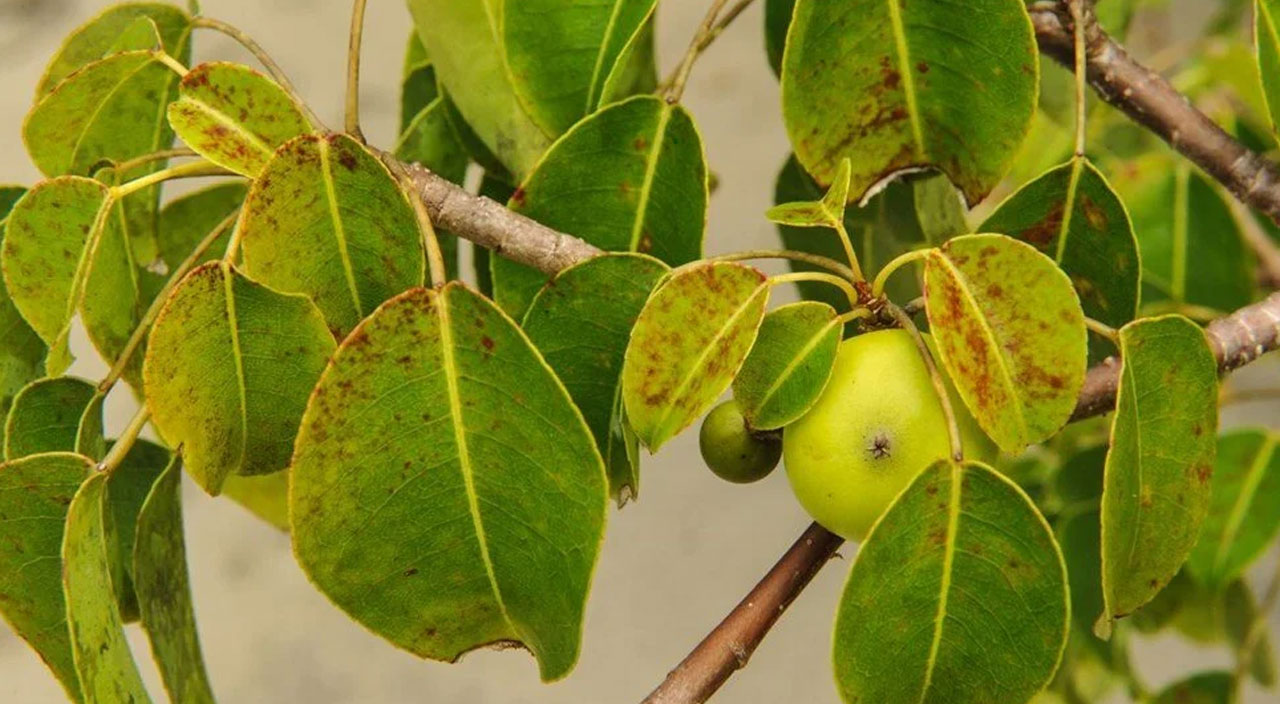 Dünyanın en ölümcül ağacı ABD’de tespit edildi: Altında durmak bile tehlikeli