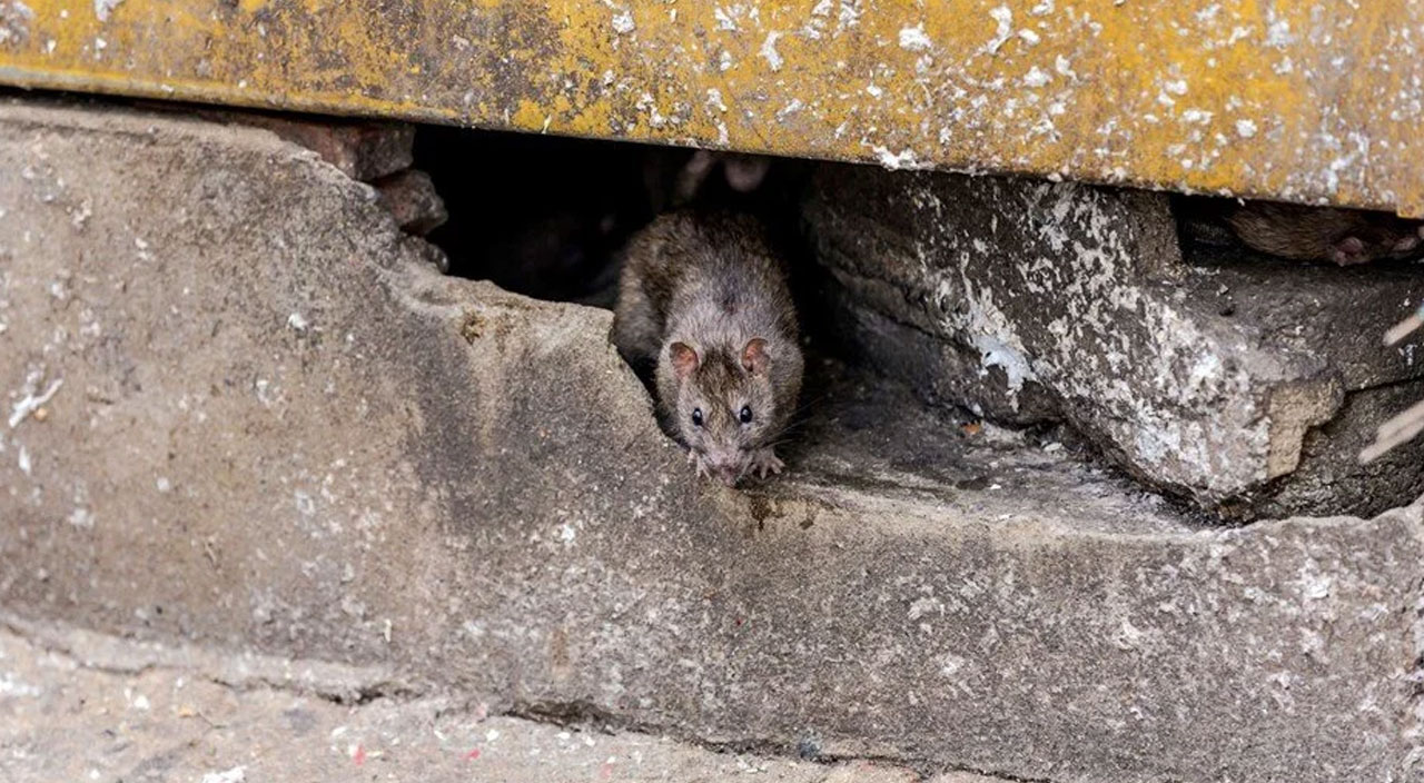 Bilim adamlarından korkutan uyarı: Bir sonraki salgını fareler yayacak