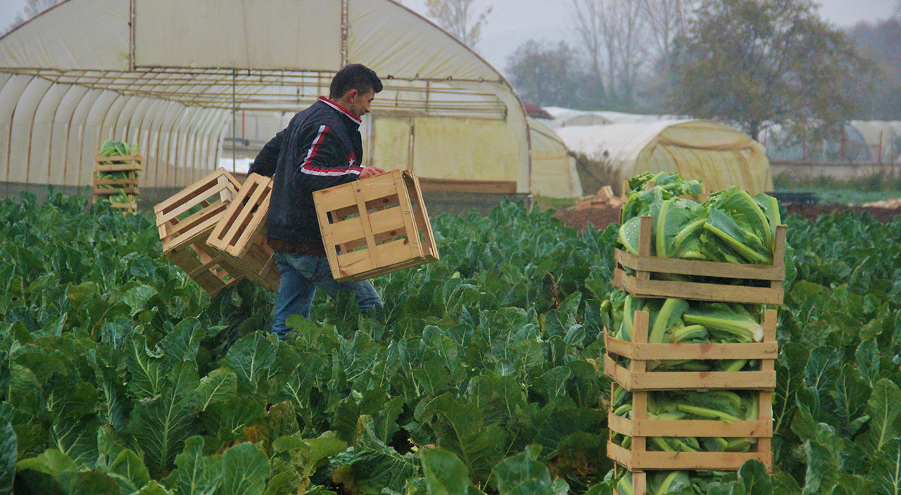 Tüm servetlerini tarıma yatırdılar: Ailecek yağmur çamur dinlemeden çalışıyorlar