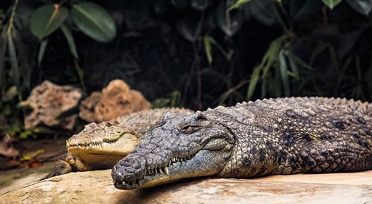 Maket sanıp yanına gitti: Dev timsaha kolunu kaptırdı
