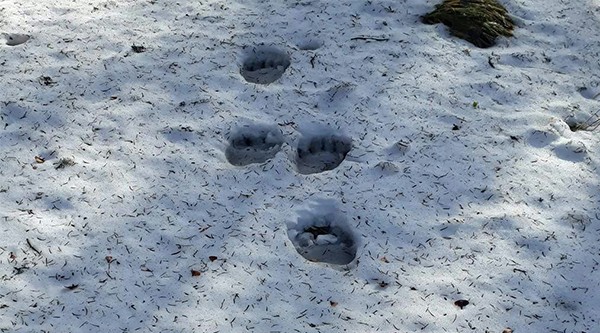 Keşif için yürüyüşe çıkan ekibin önünü ayı kesti