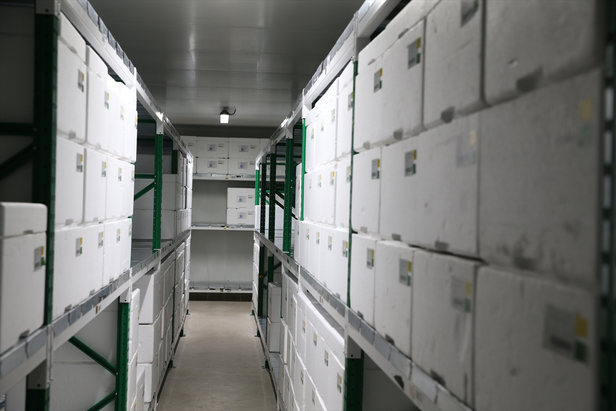 Türkiye’nin yerli korona virüs aşısı Türkovac’ın ilk sevkiyatı yapıldı