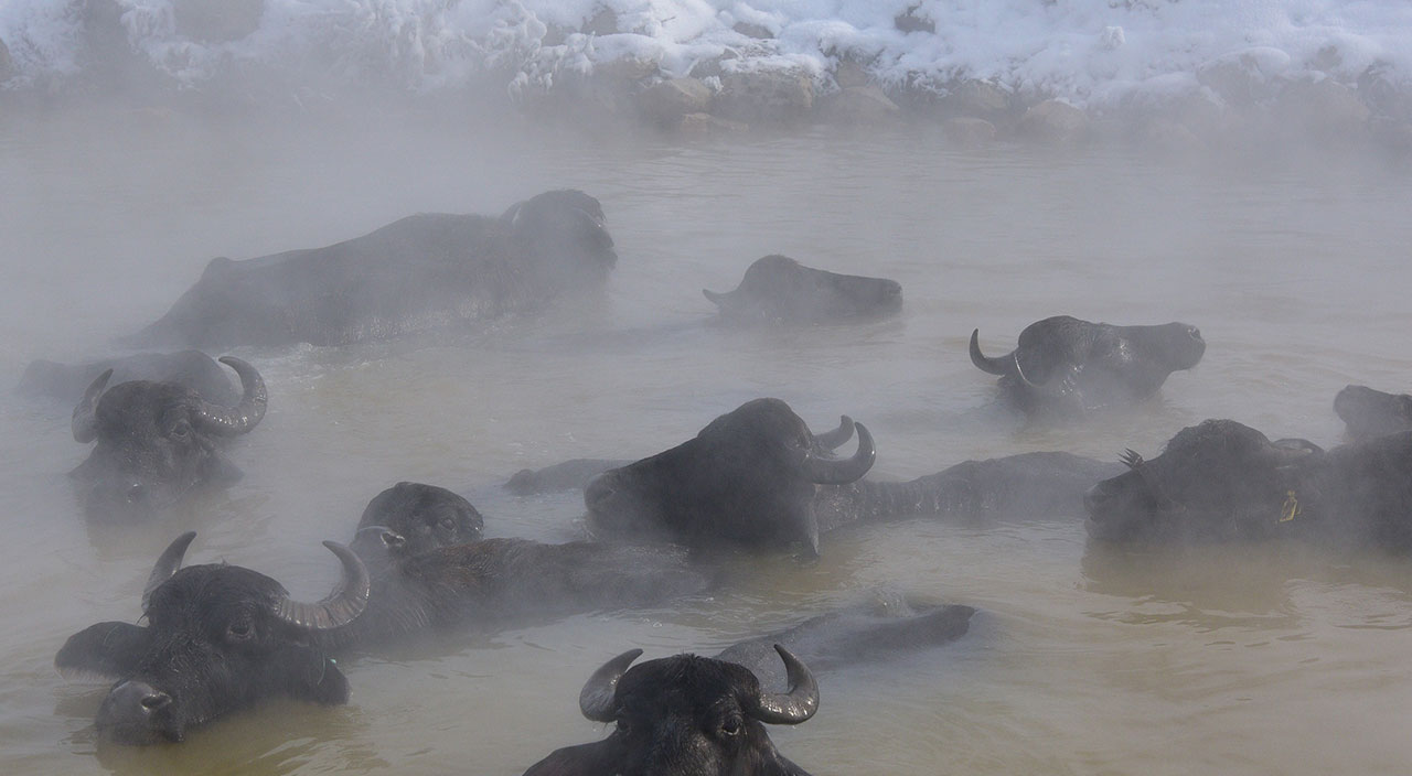 Eksi 20 derecede suya giriyorlar: Mandaların kaplıca keyfi