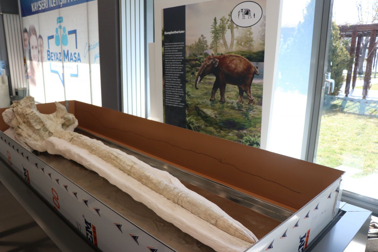 7,4 milyon yıllık hayvan fosilleri belediye başkanlığında sergilenecek