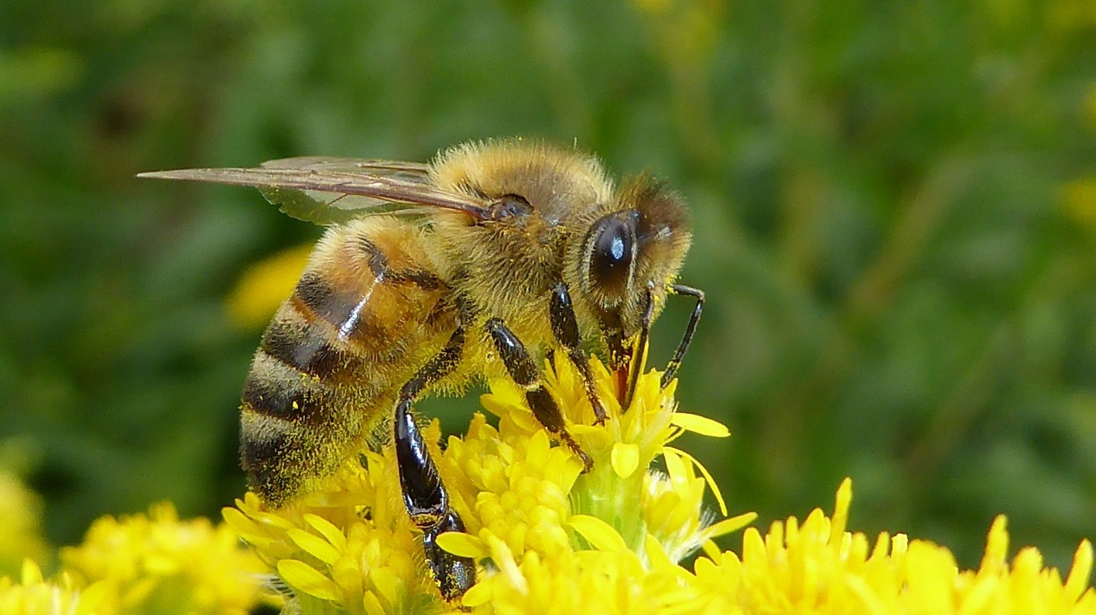 Hilmi Güler: Asıl para arı sütünde