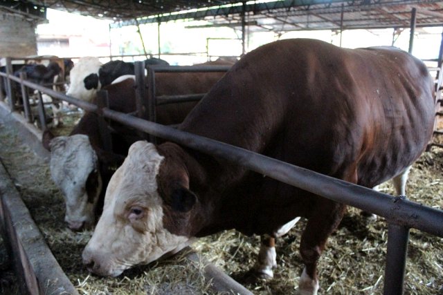 Ahıra sığmıyor! Sarı Fırtına, sıfır araç fiyatına alıcısını bekliyor