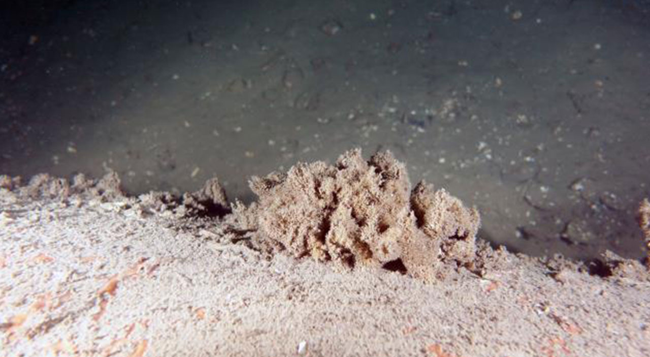 Marmara Denizi'nde dibe çöken müsilaj hızla parçalanmaya devam ediyor