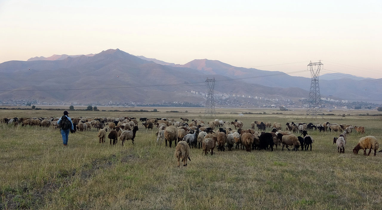 Etkisini sürdüren kuraklık çobanları da vurdu!