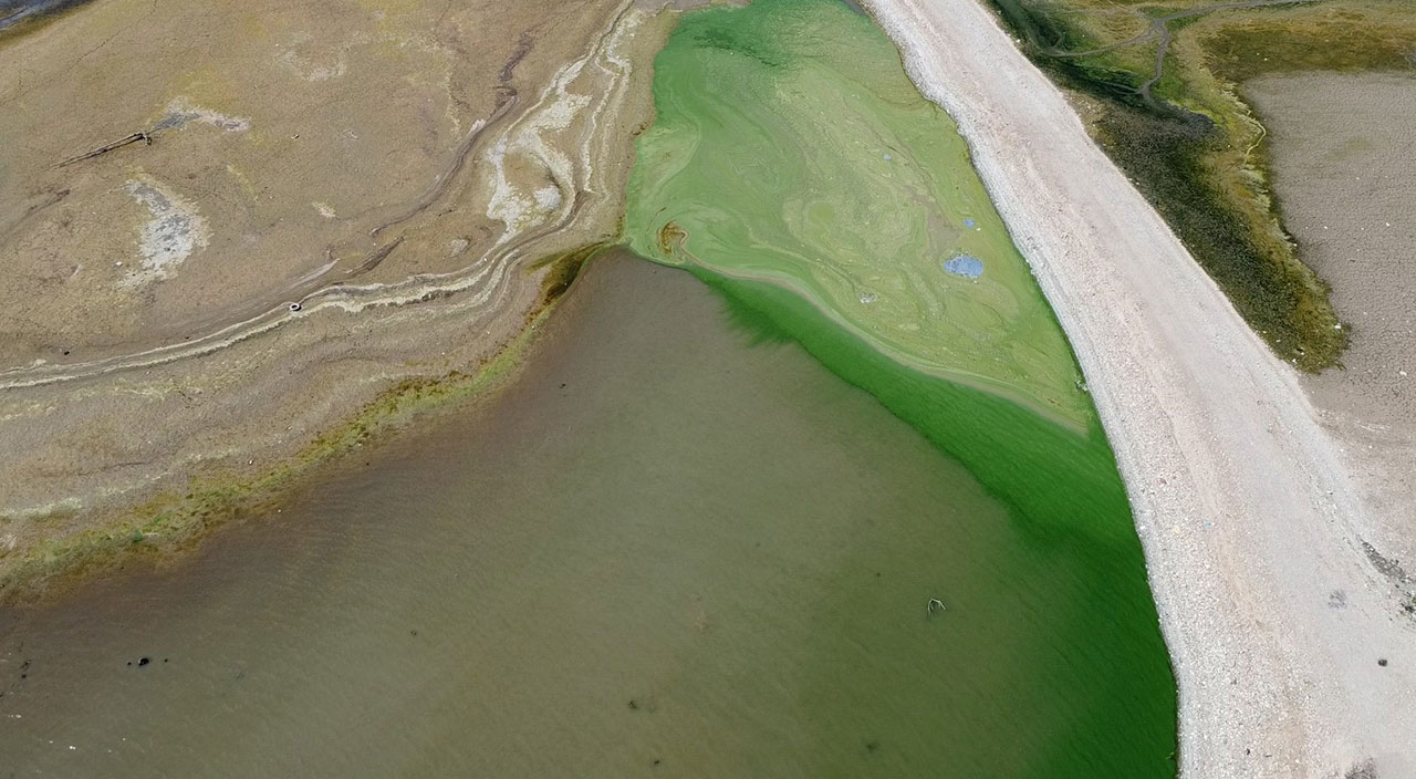 Kuraklık nedeniyle suların çekildiği Atatürk Barajı yeşile büründü!