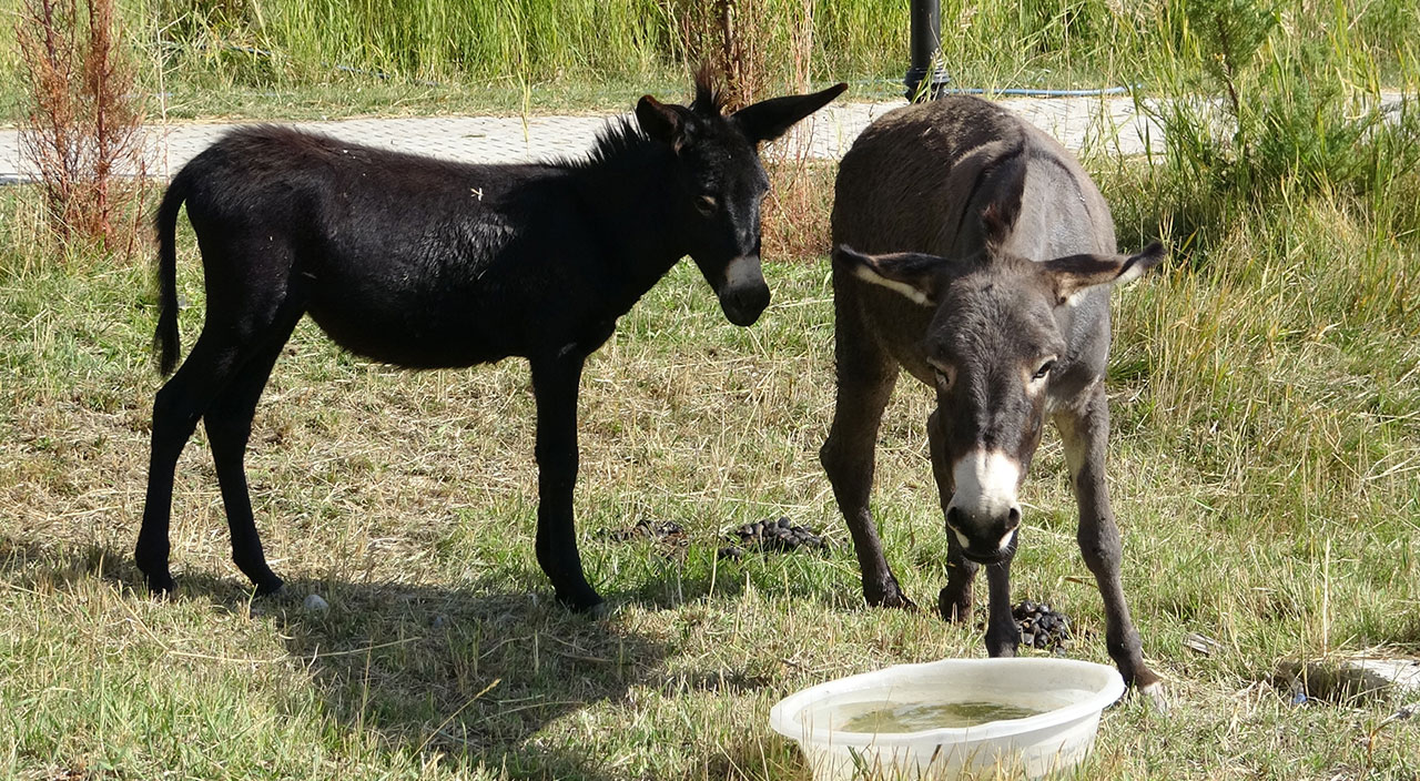 Eşek görünümlü at! Türkiye’de nadir bilinen melez hayvan ‘Bardo’