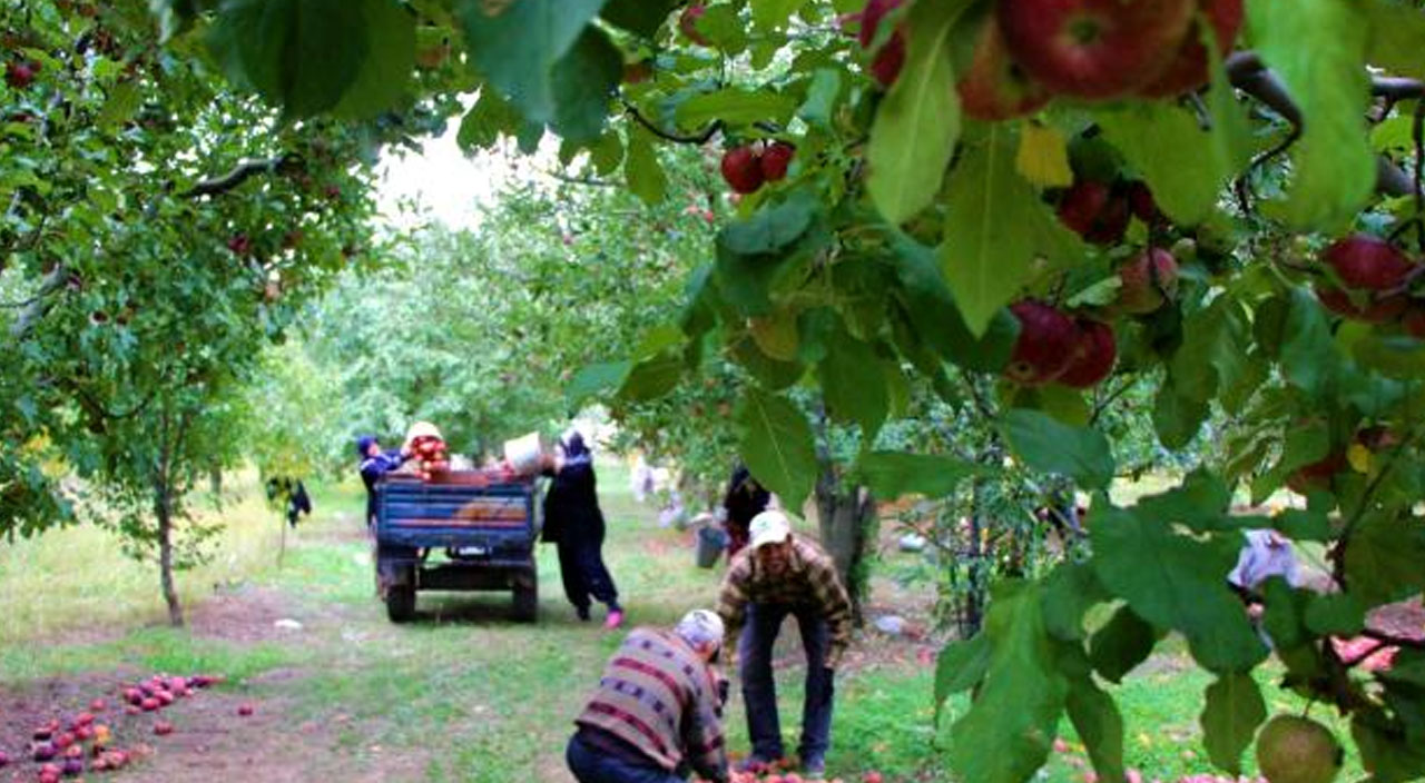 Elma üreticilerinden tepki: “Çiftçi dışında herkes kazanıyor”