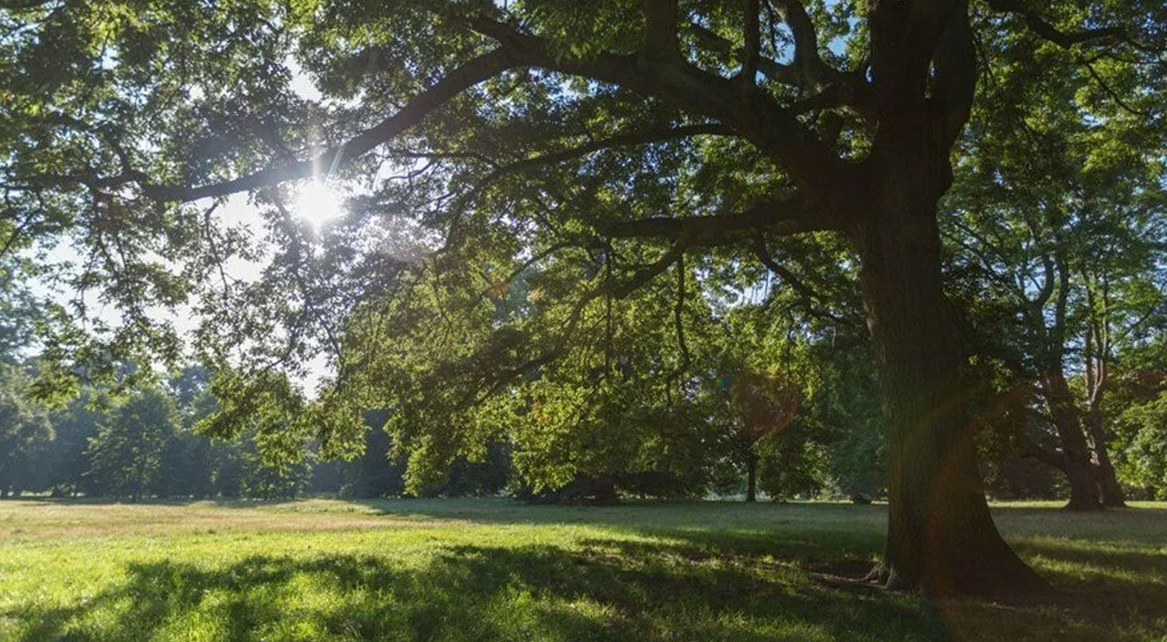 Bilim adamları açıkladı: Meşe ağaçları karbondioksit emilimini arttıra biliyor