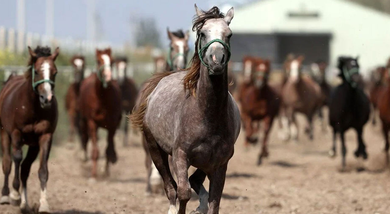 Şampiyonların elit tayları İstanbul’da ihaleye çıkıyor