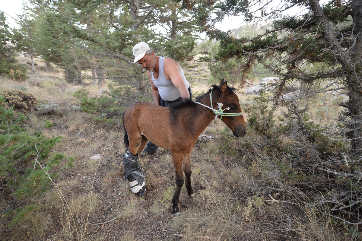 Antalya'da köylülerin atlarını vurdular