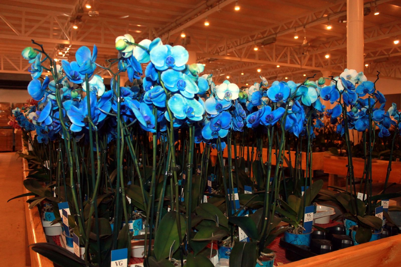 Yalova'da yılda 1 milyon 500 bin yerli orkide üretiyor