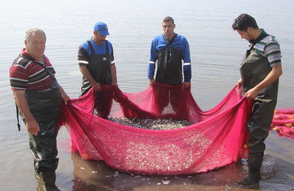 Kilosu Avrupa’ya 1 eurodan satılıyor!