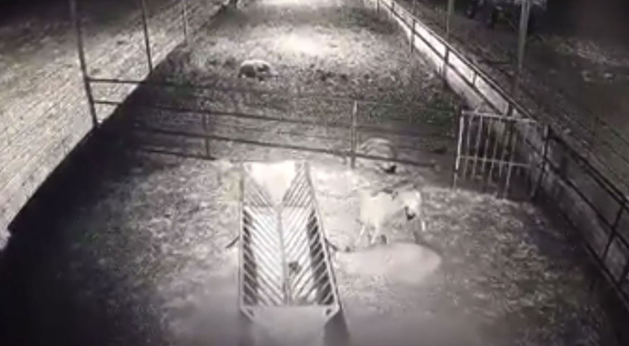 Ağıla dalan kurt koyunlara saldırdı! 10 hayvan telef