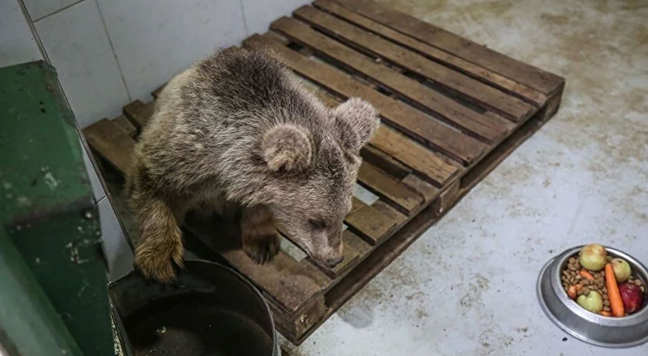 Yavru ayı Turkuaz’dan iyi haber! Gözleri özel bakımla açılacak