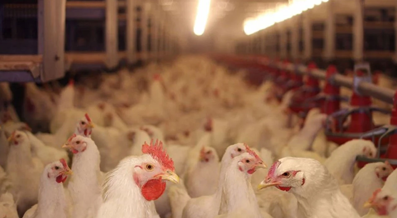 Koronavirüsten çok daha tehlikeli! Uzmanlardan kuş gribi uyarısı