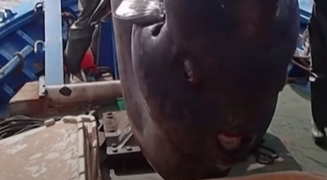 İspanya’da ağlara dev güneş balığı takıldı! 2 ton ağırlığında