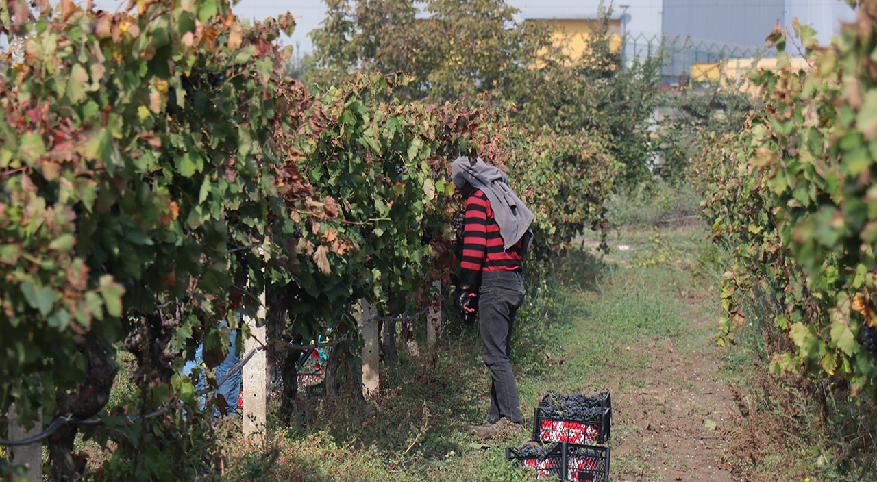 Geçimlerini üzümden sağlayan mahalleyi acımadan dolandırdı!