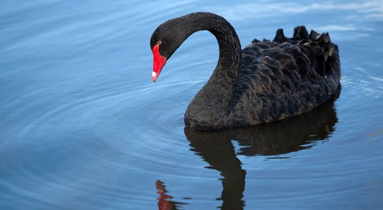 Kuzey Kore liderinden kıtlık çağrısı: Siyah kuğu yiyin