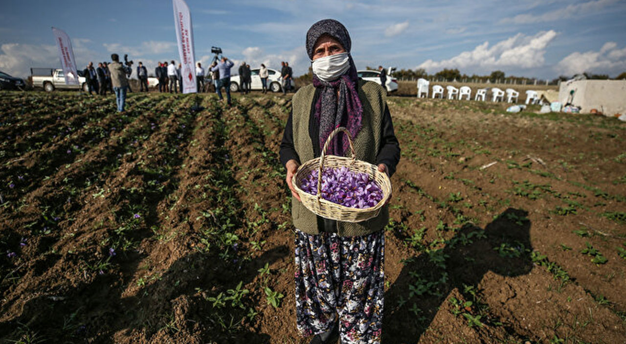 Safranbolu’dan sonra Bursa’da denenen safran üretimi yüzleri güldürdü